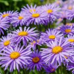 Aster