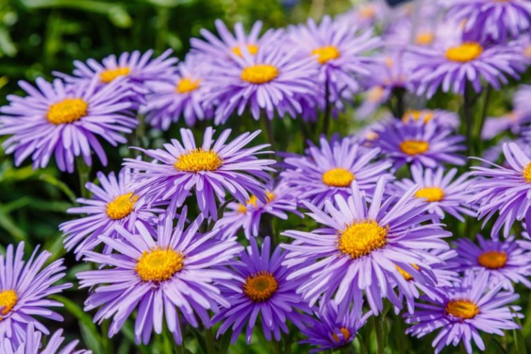 15 Perfect Minnesota Perennials Garden Lovers Club