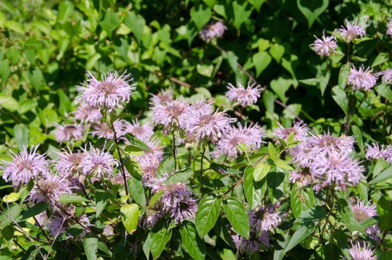 Bee-Balm