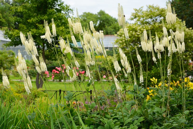 Black-cohosh-(Cimicifuga-racemosa)