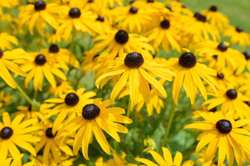 Black-eyed-Susans-(Rudbeckia)