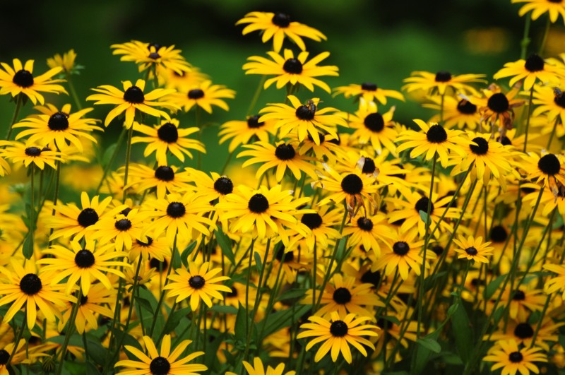 Black-eyed-Susans