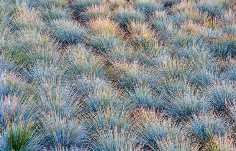 Blue-Fescue