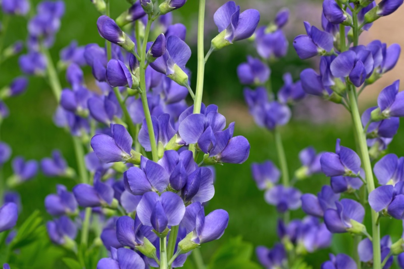 Blue-wild-indigo