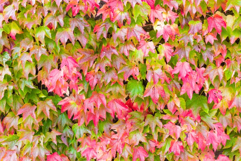 Boston-Ivy - Parthenocissus-tricuspidata