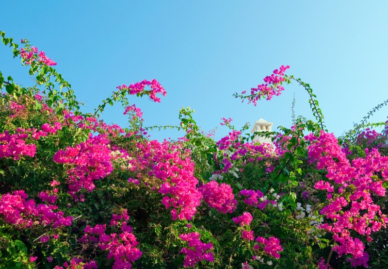 Bougainvillea-vine