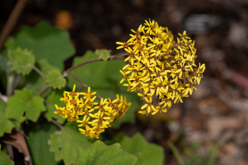 Bulbine