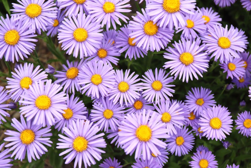 California-Aster