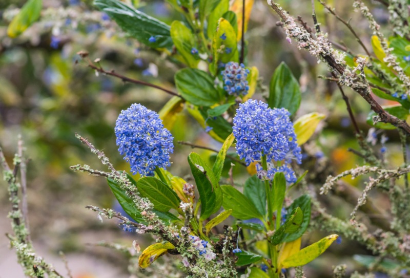 California-Lilac