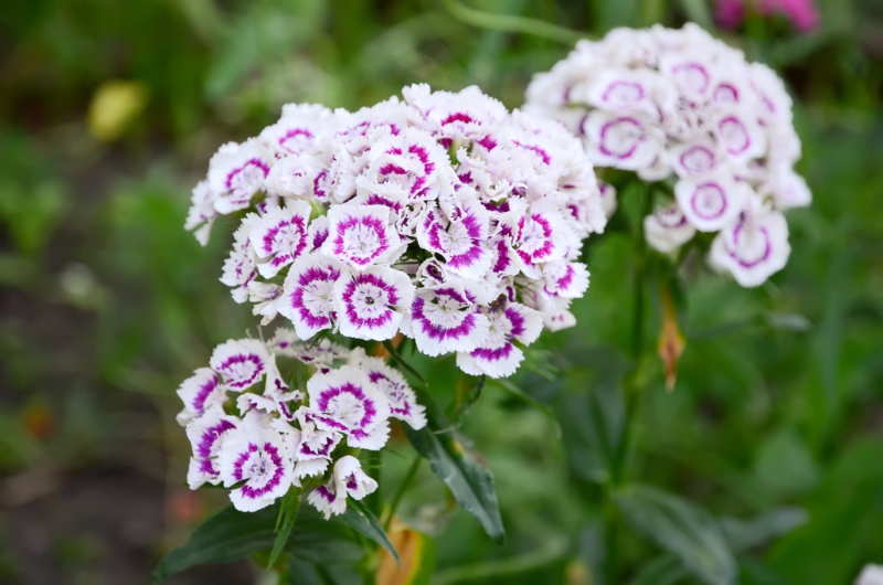 Carnation-(Dianthus)