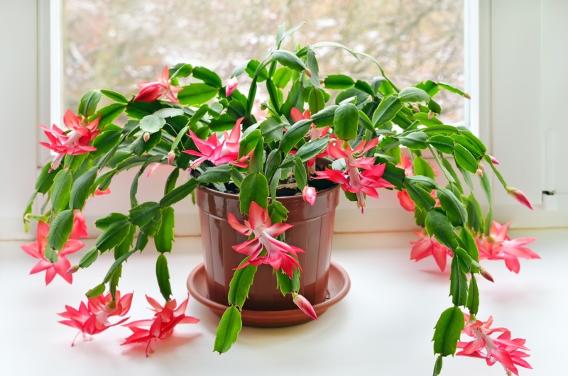 Christmas-Cactus