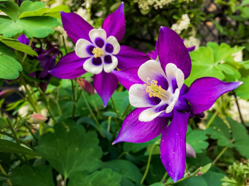 Columbine