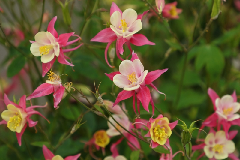 Columbine