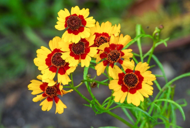 Coreopsis