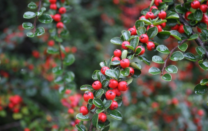 Cotoneaster