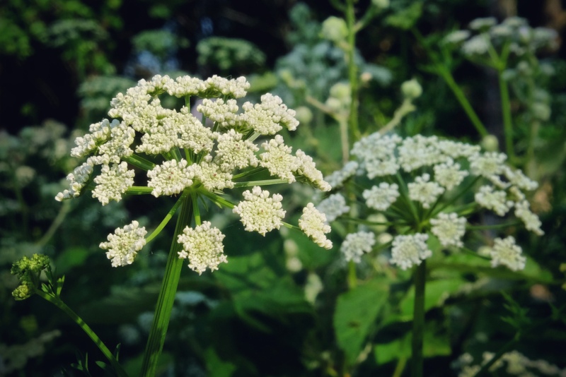 Cow-Parsnip