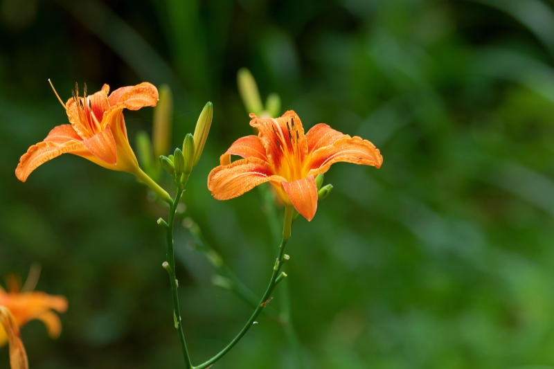 Daylily