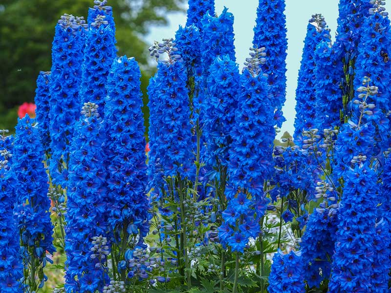 Delphinium Faust