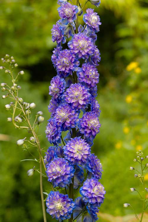 15 Different Types of Delphinium - Garden Lovers Club