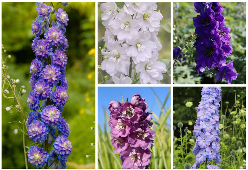 Different Delphinium Collage