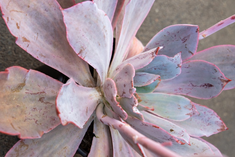 Echeveria-Afterglow