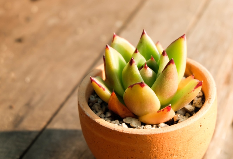 Echeveria-agavoides-Ebony