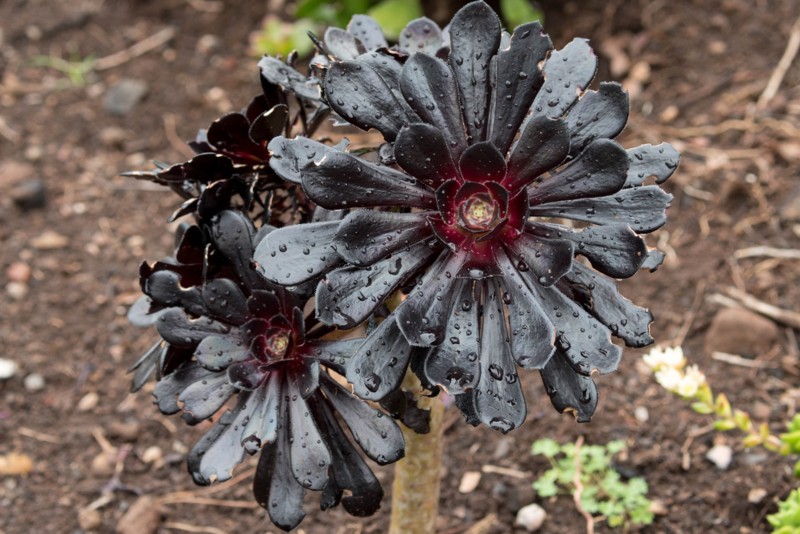 Echeveria-black-prince