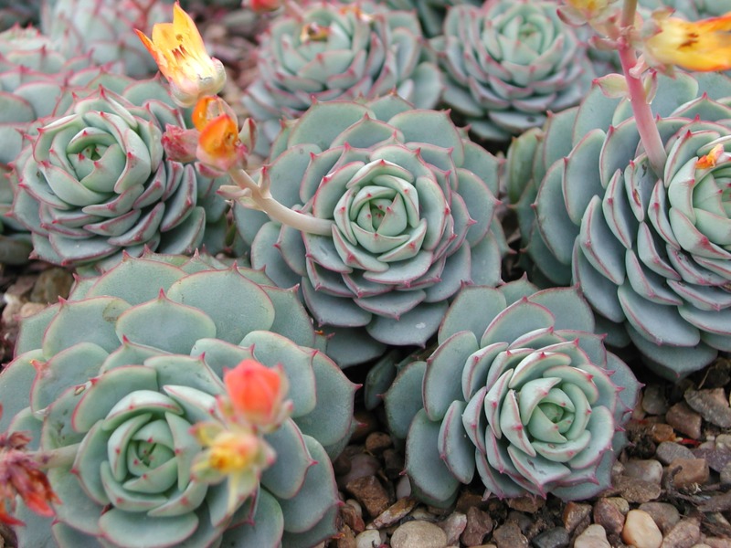 Echeveria-derenbergii