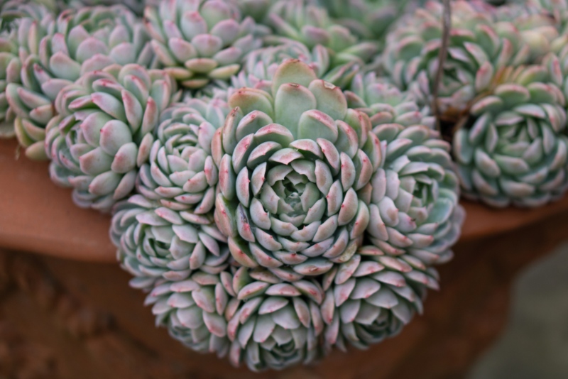 Echeveria-elegans