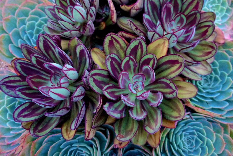 Echeveria-nodulosa