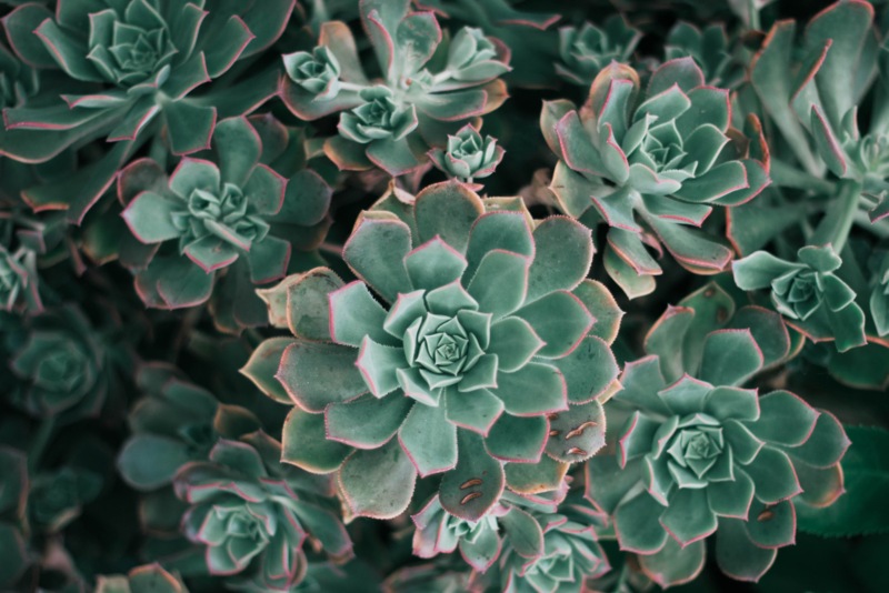 Echeveria-peacockii