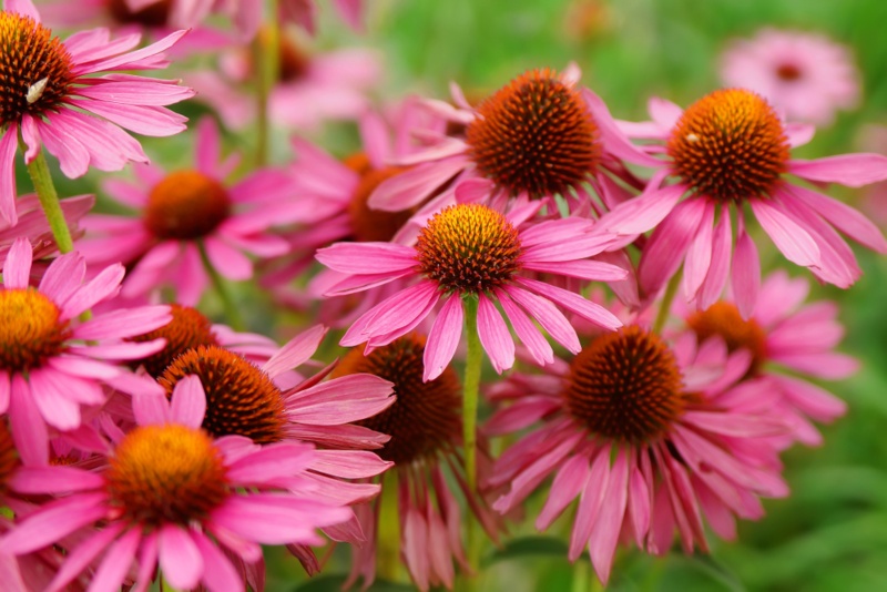 Echinacea