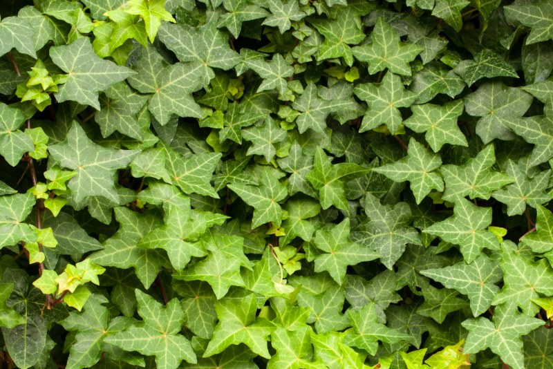 English-Ivy - Hedera-helix