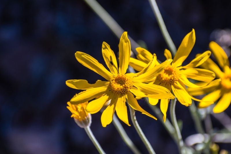 Eriophyllum-Oregon-Sunshine