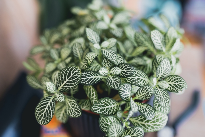 Fittonia (Nerve-Plant)