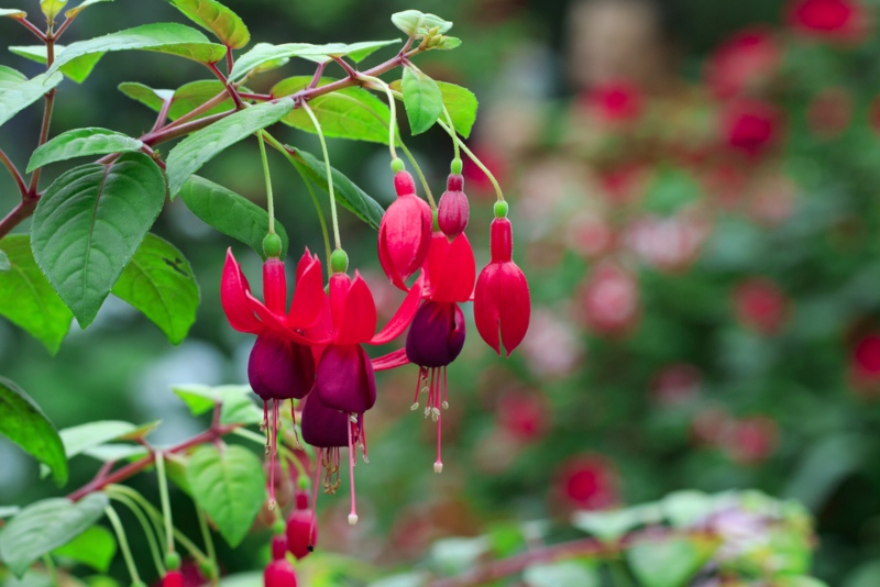 Fuchsia