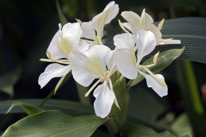 Ginger-Lily