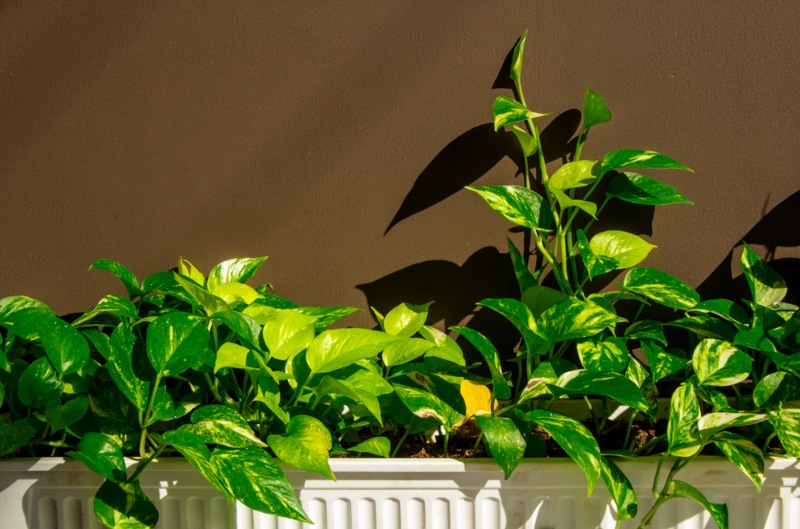 Golden-Pothos