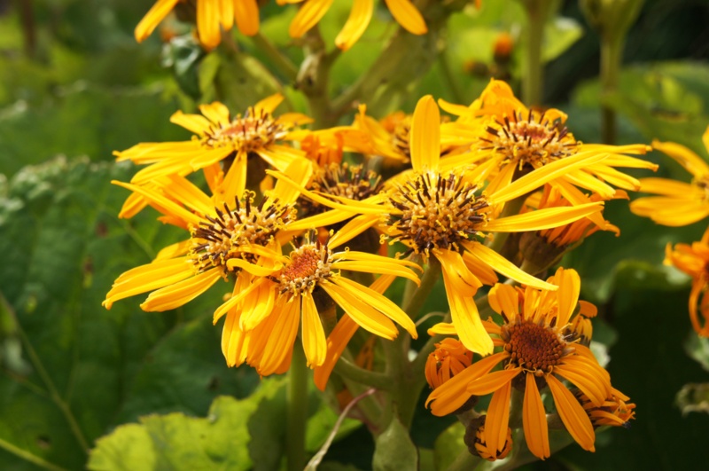 Golden-ragwort