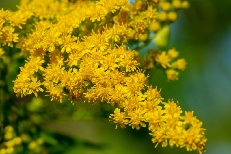 Goldenrod