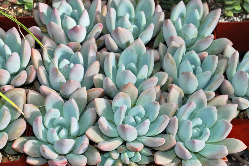 Graptoveria-Moonglow