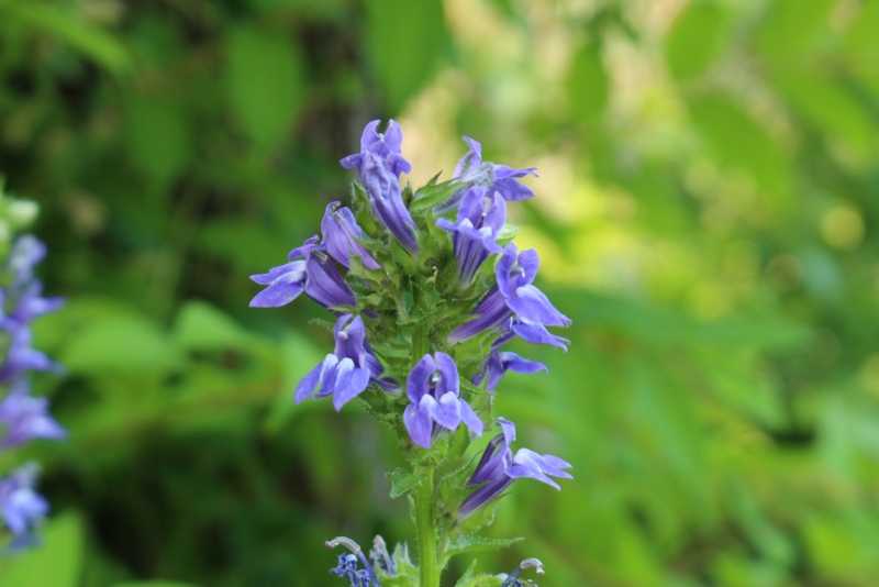 Great-blue-lobelia