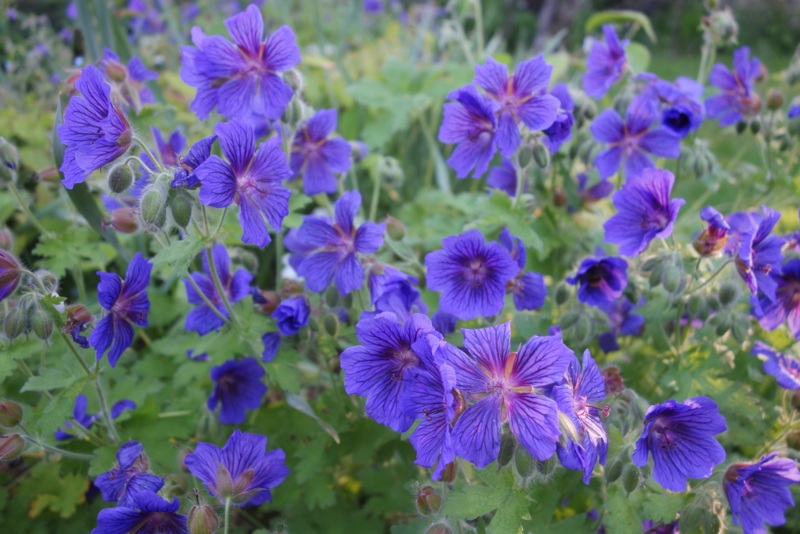 Hardy-Geraniums