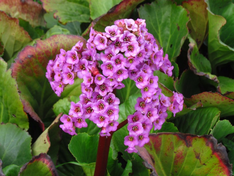 Heartleaf-Bergenia