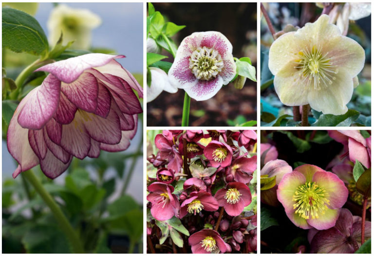 11 Different Types of Hellebore (Photos) Garden Lovers Club