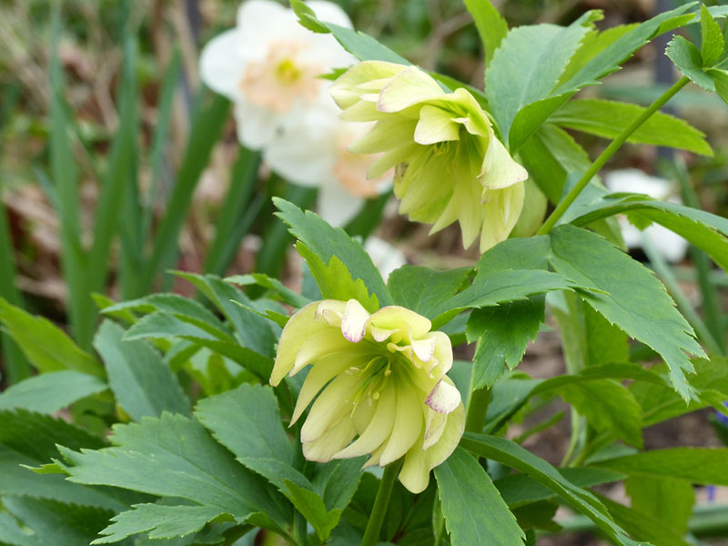 11 Different Types Of Hellebore Photos Garden Lovers Club