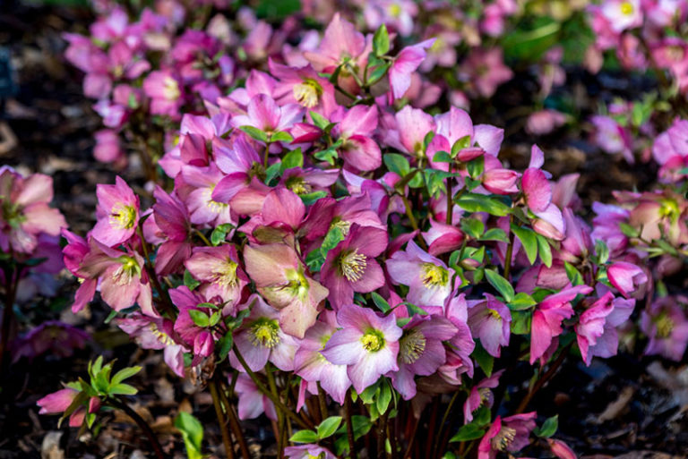 11 Different Types of Hellebore (Photos) Garden Lovers Club