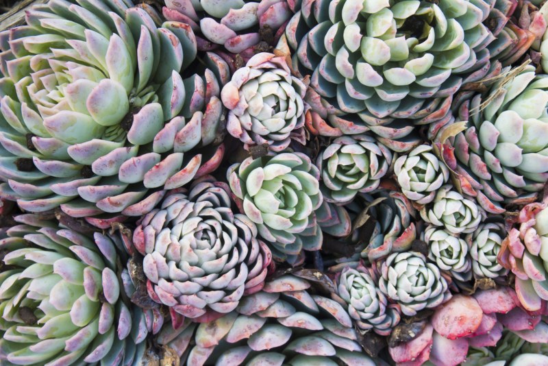 Hens-and-Chicks (Sempervivum)