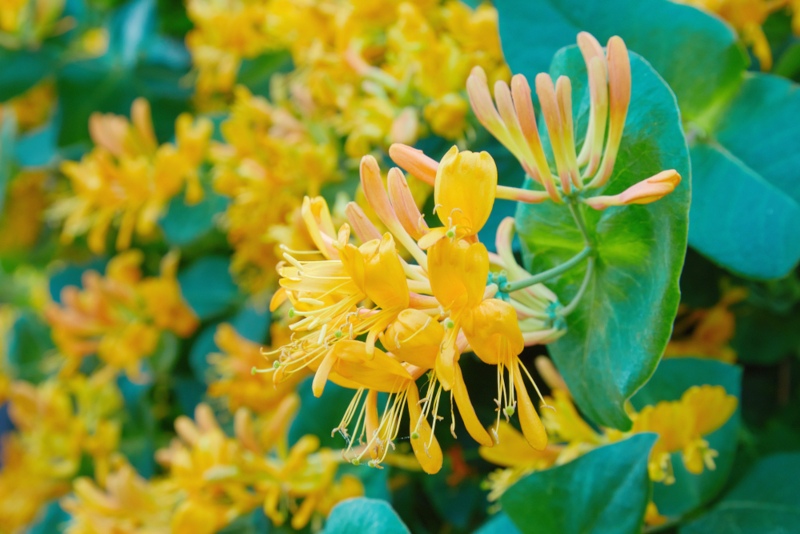 Honeysuckle