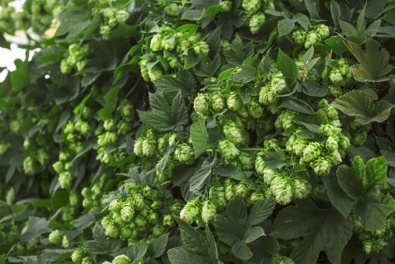 Hops - Humulus-lupulus